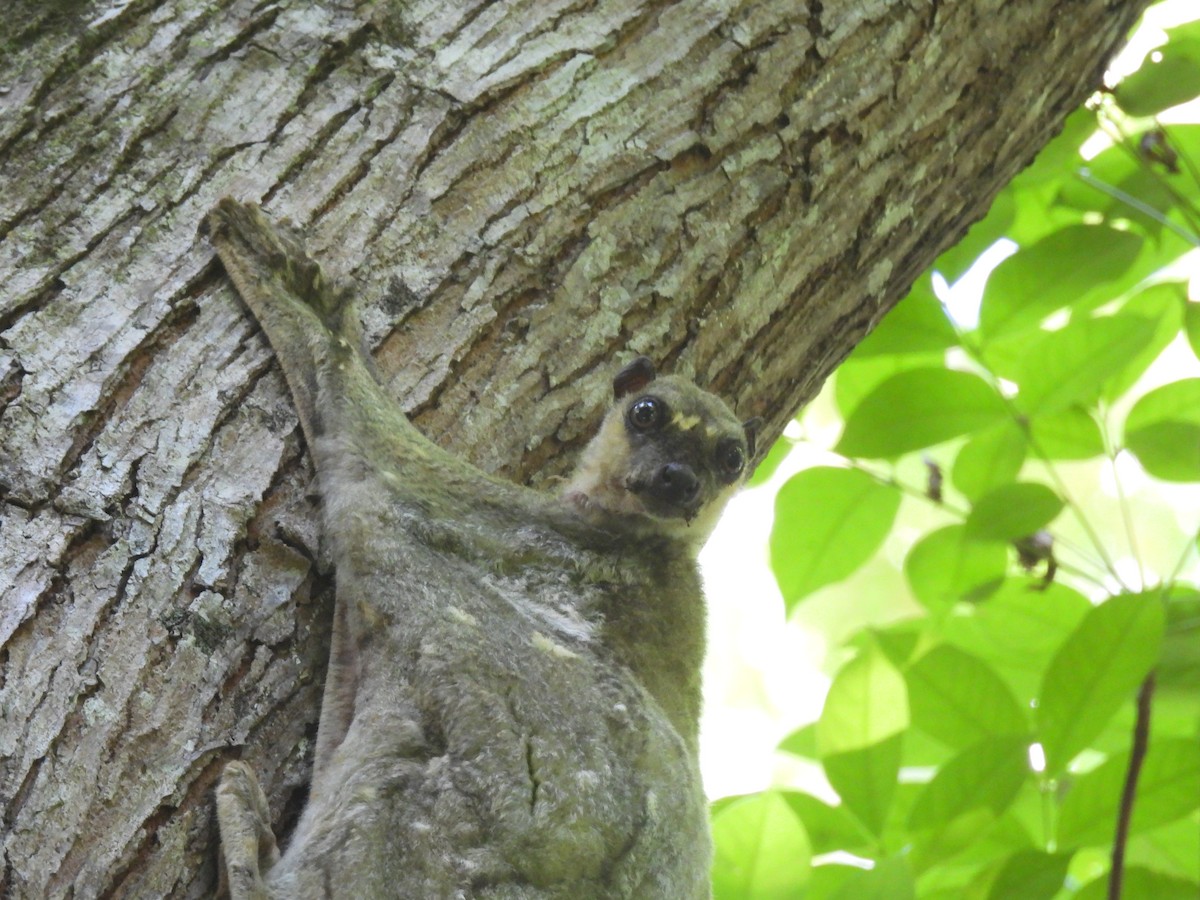 Philippine Colugo - ML636710204