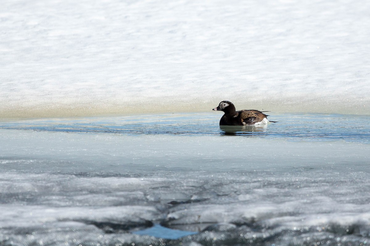 Long-tailed Duck - ML636710282