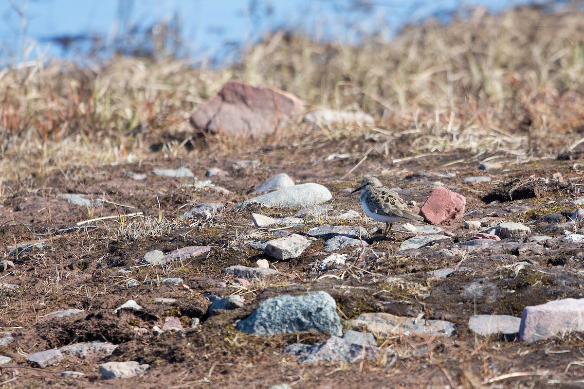Temminck's Stint - ML636710285