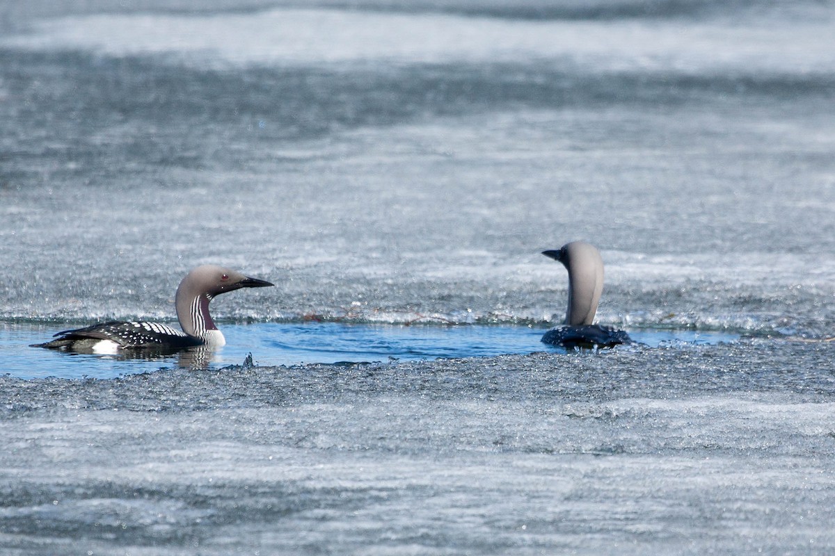 Arctic Loon - ML636710287