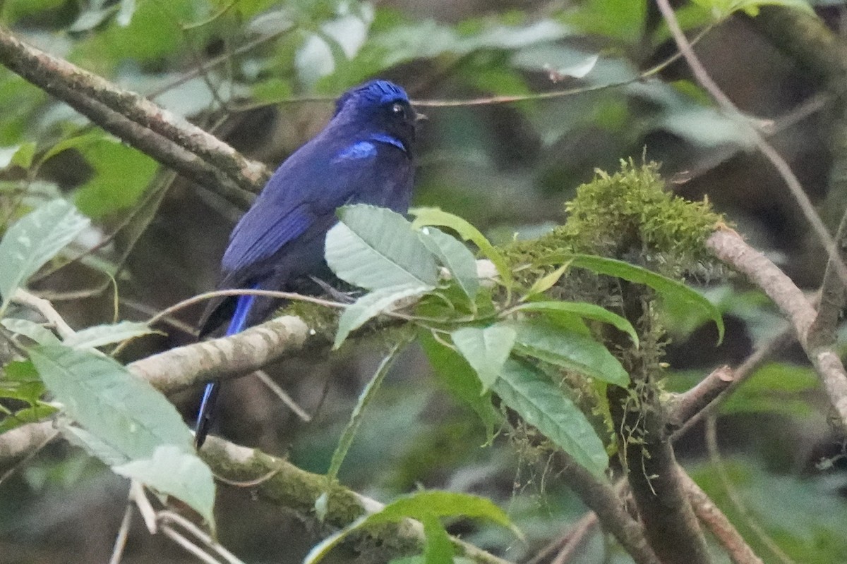 Large Niltava - ML636710327