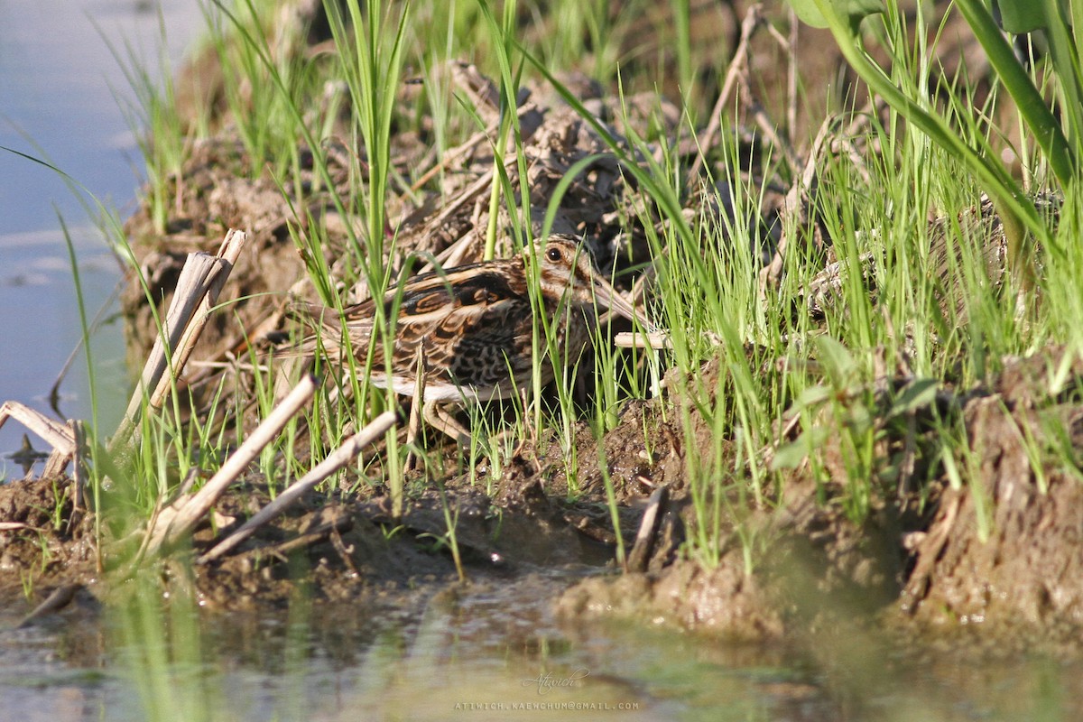 Jack Snipe - ML636710333
