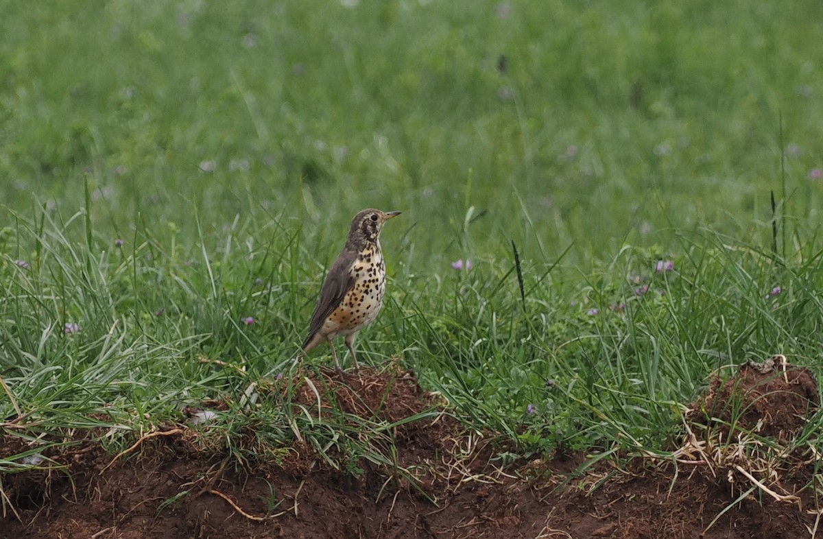 Ethiopian Thrush - ML636710421