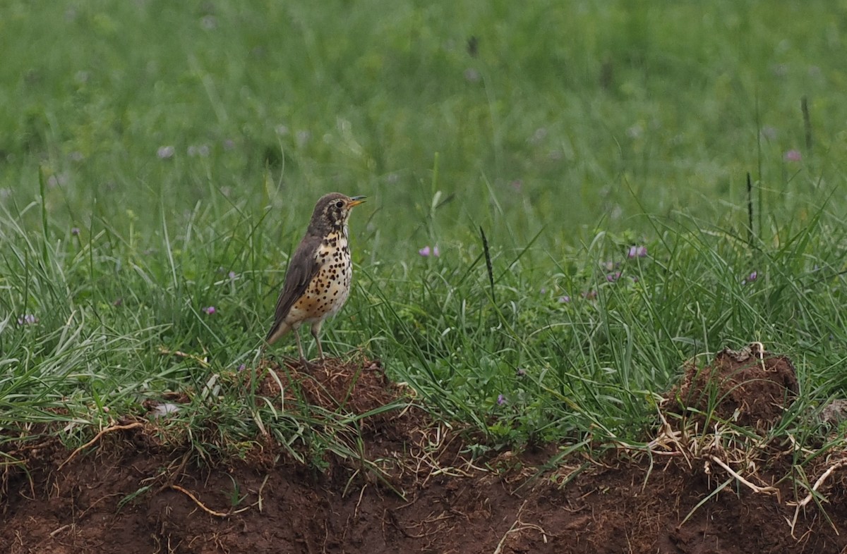 Ethiopian Thrush - ML636710422