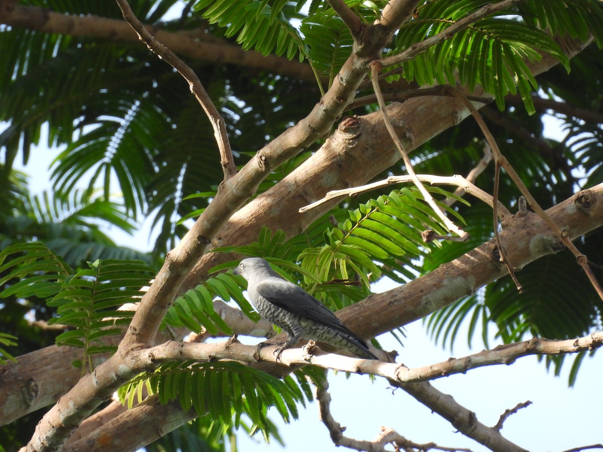 Bar-bellied Cuckooshrike - ML636710442