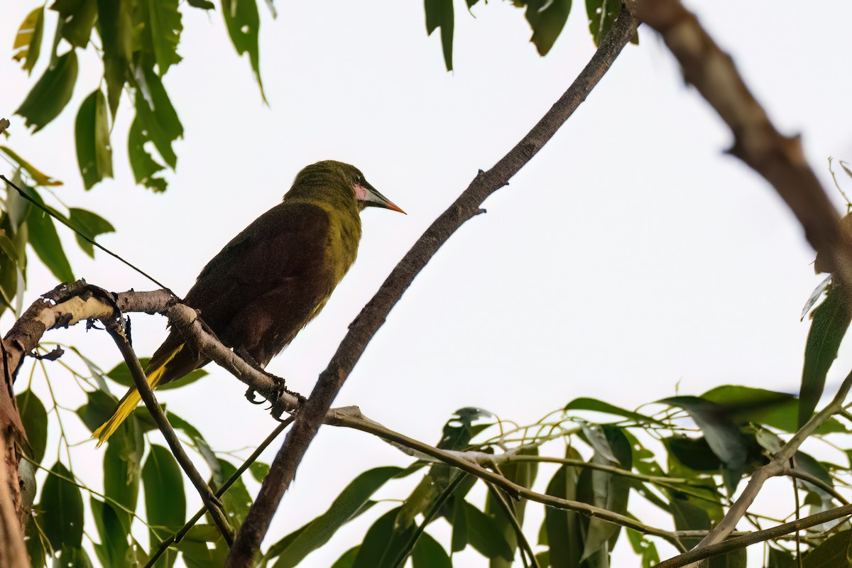 Olive Oropendola - ML636710474