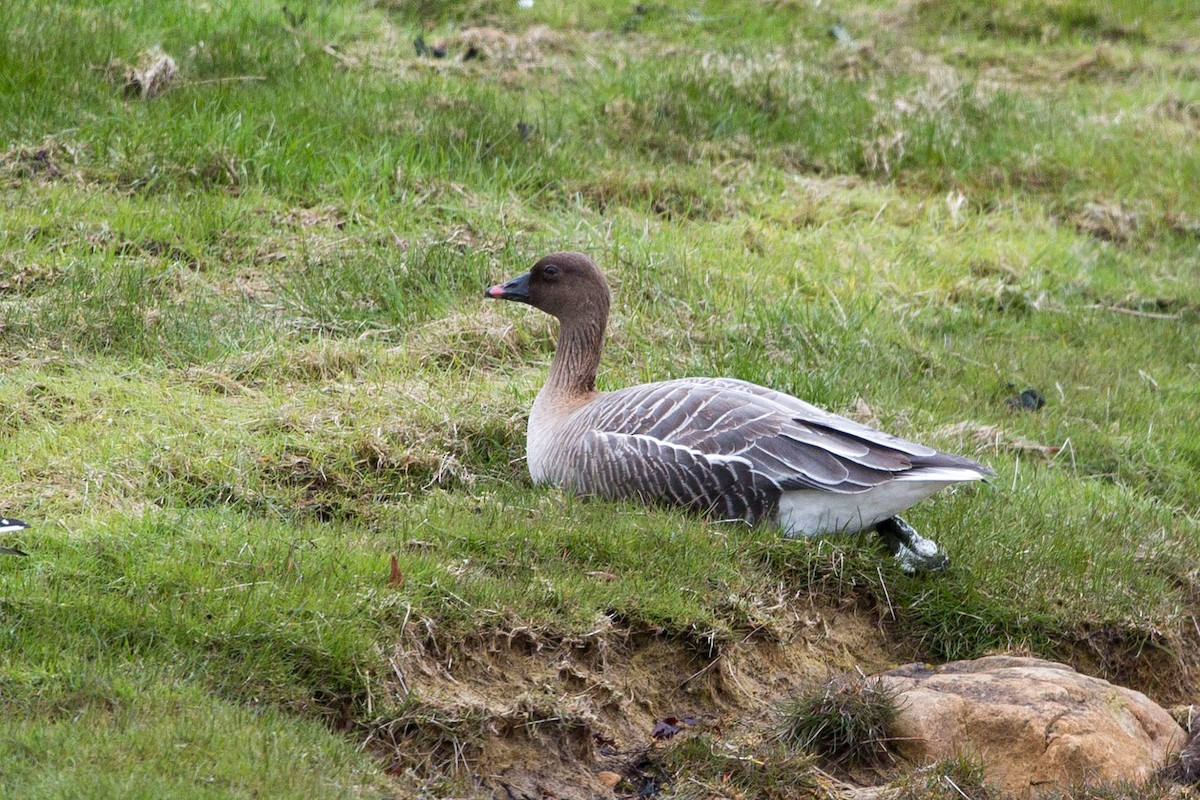 Pink-footed Goose - ML636710492
