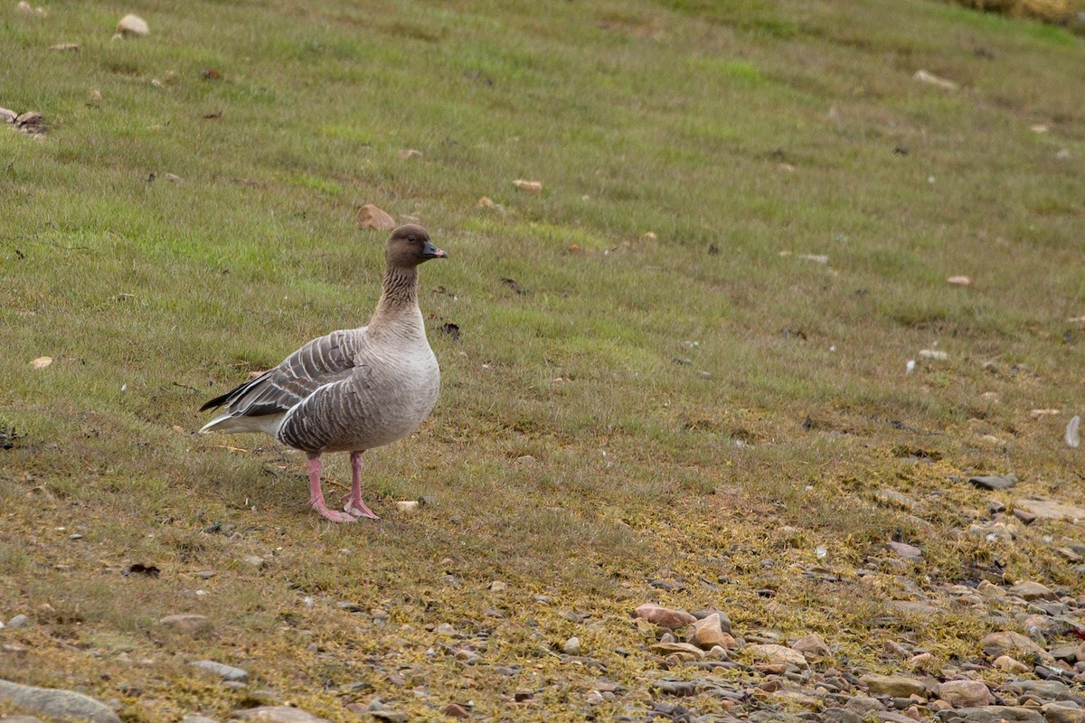 Pink-footed Goose - ML636710493