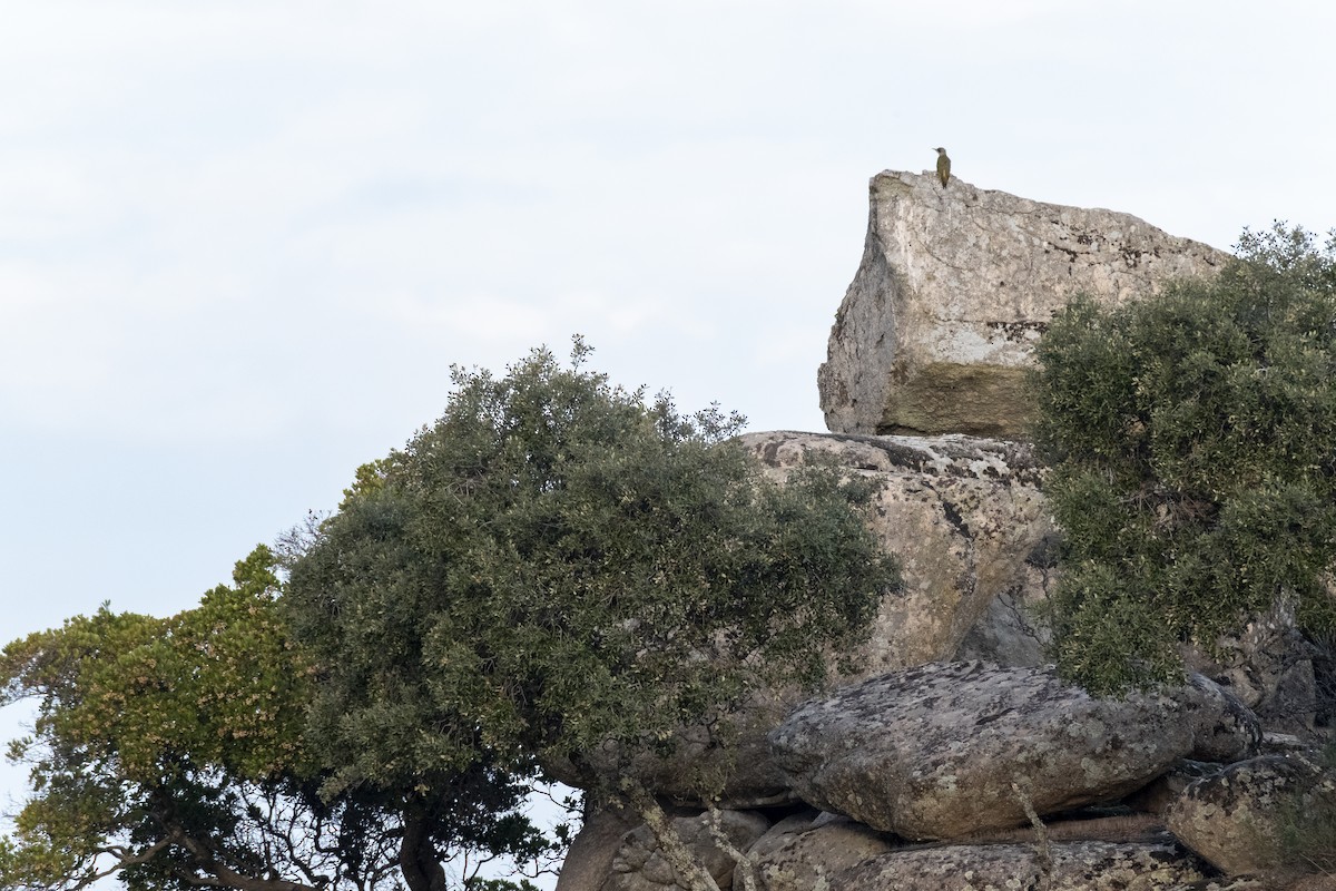 Iberian Green Woodpecker - ML636710506