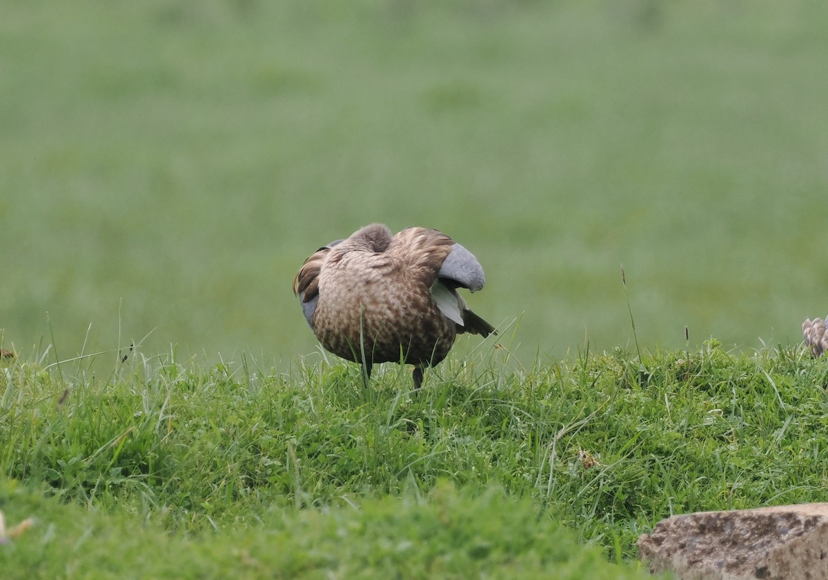 Blue-winged Goose - ML636710509
