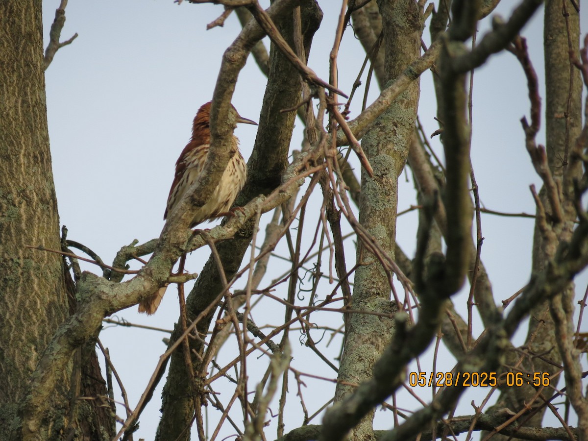 Brown Thrasher - ML636710511