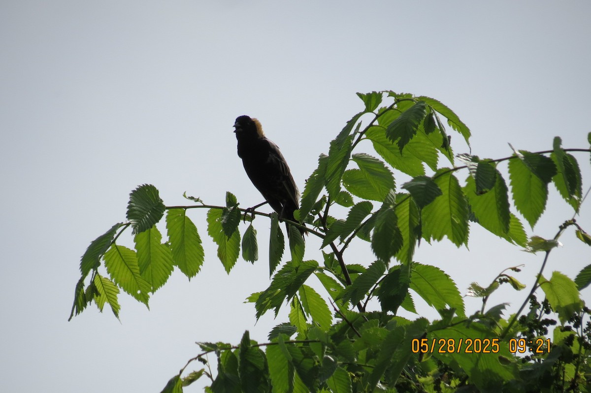 Bobolink - ML636710513