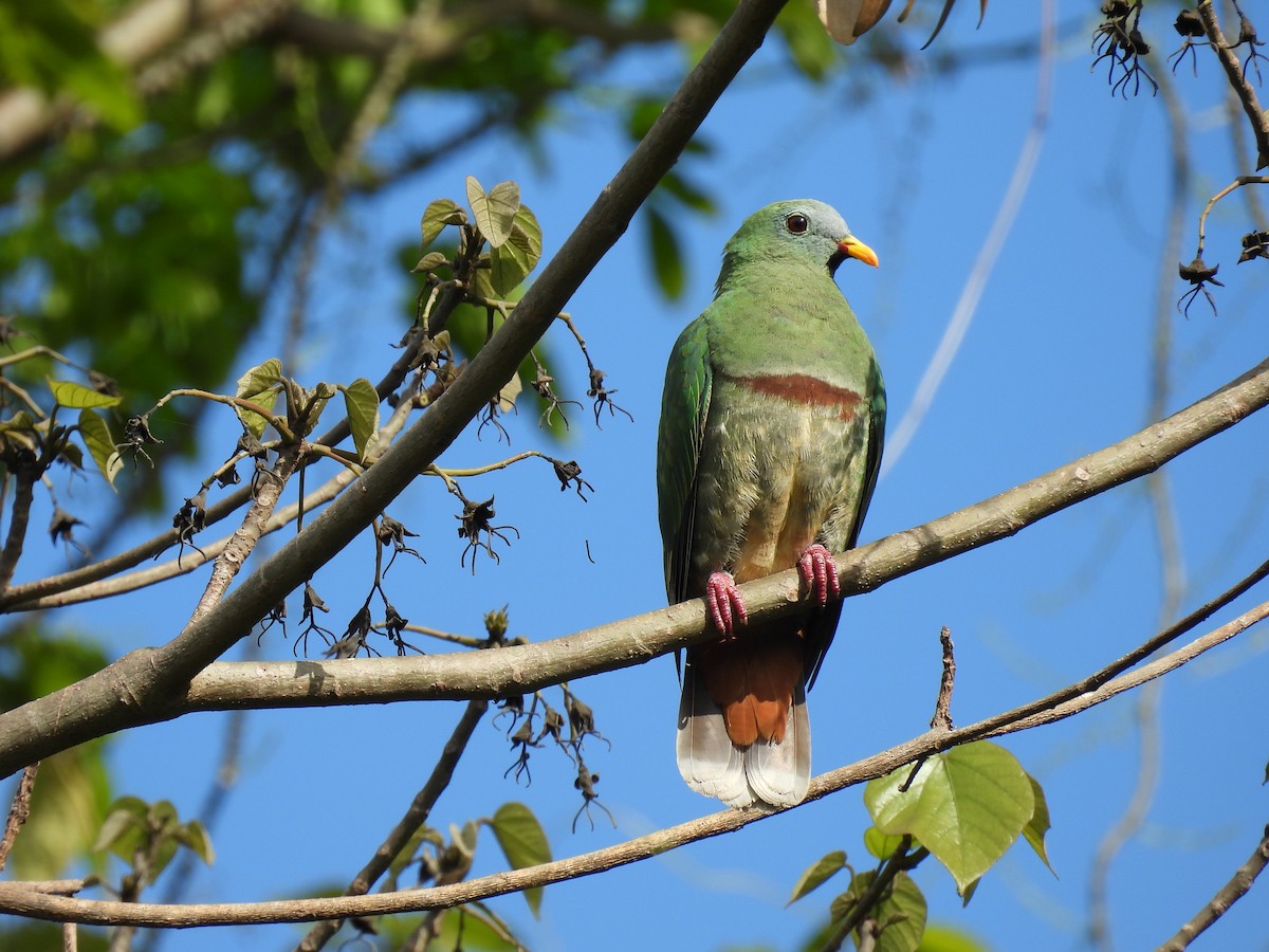 Black-chinned Fruit-Dove - ML636710515