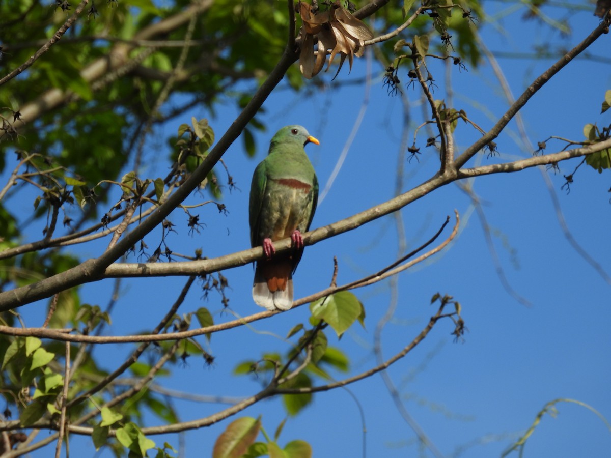 Black-chinned Fruit-Dove - ML636710516