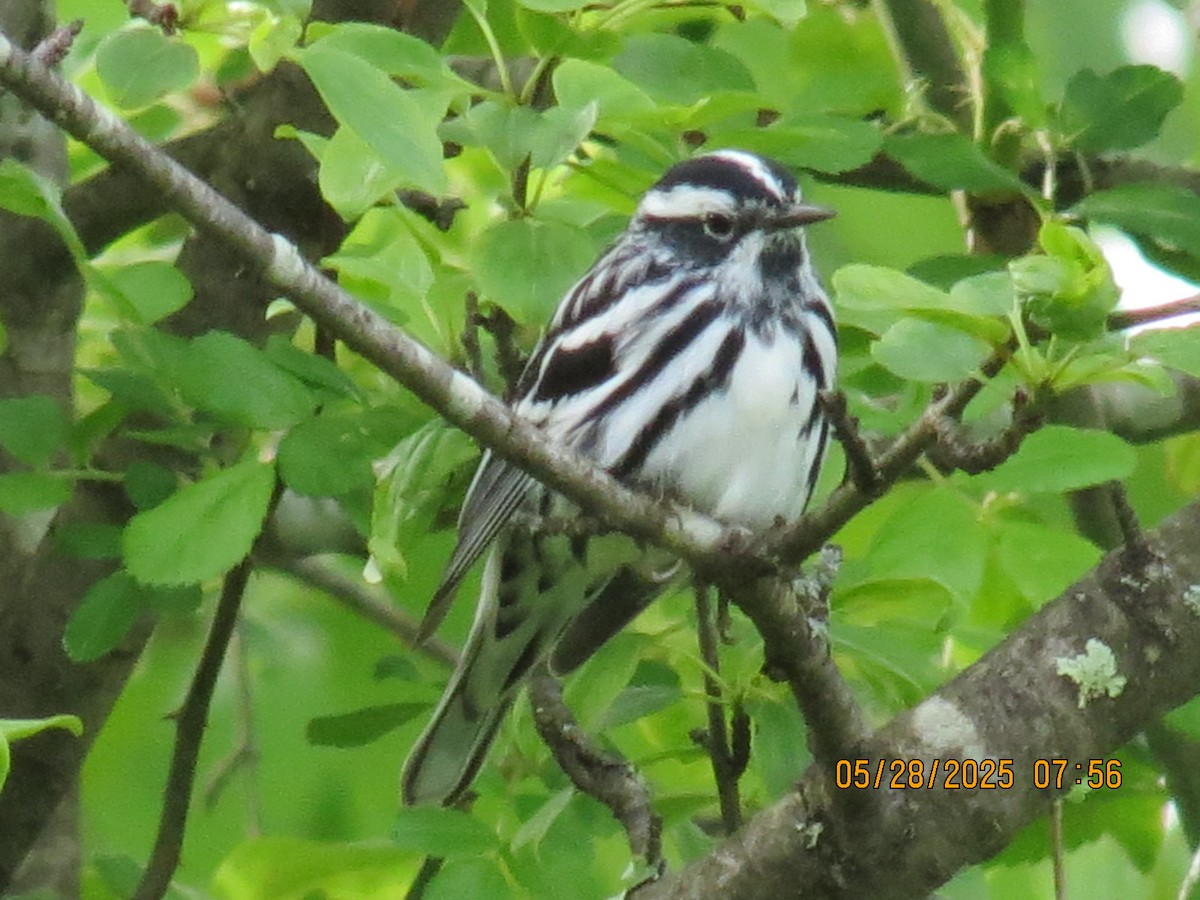Black-and-white Warbler - ML636710517