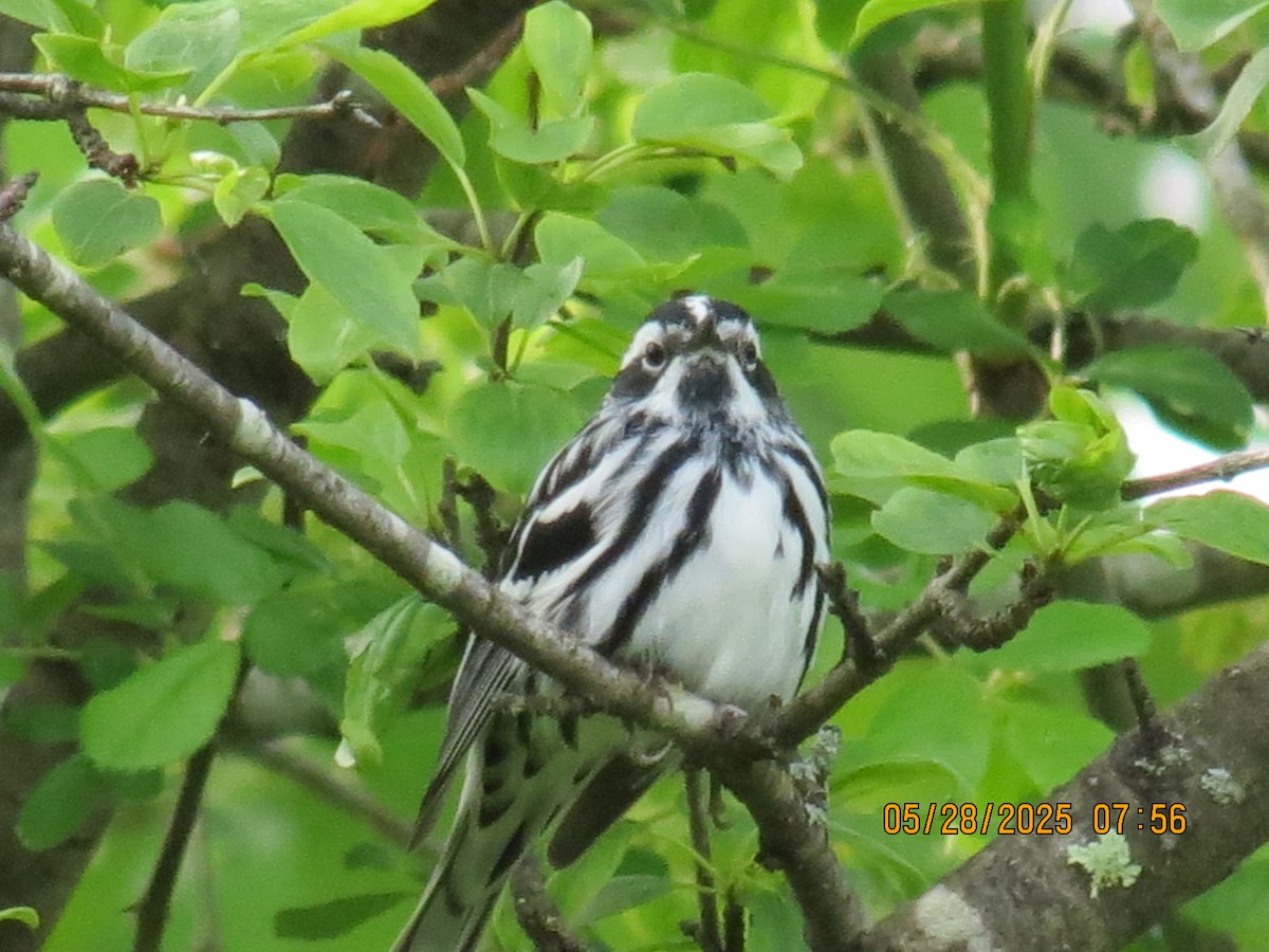 Black-and-white Warbler - ML636710519