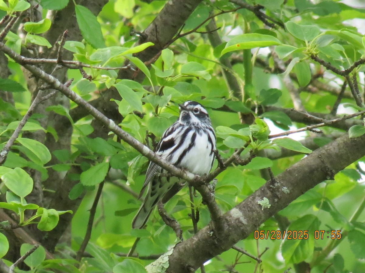 Black-and-white Warbler - ML636710520