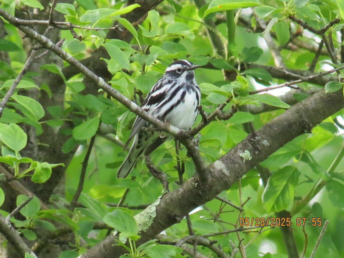 Black-and-white Warbler - ML636710521