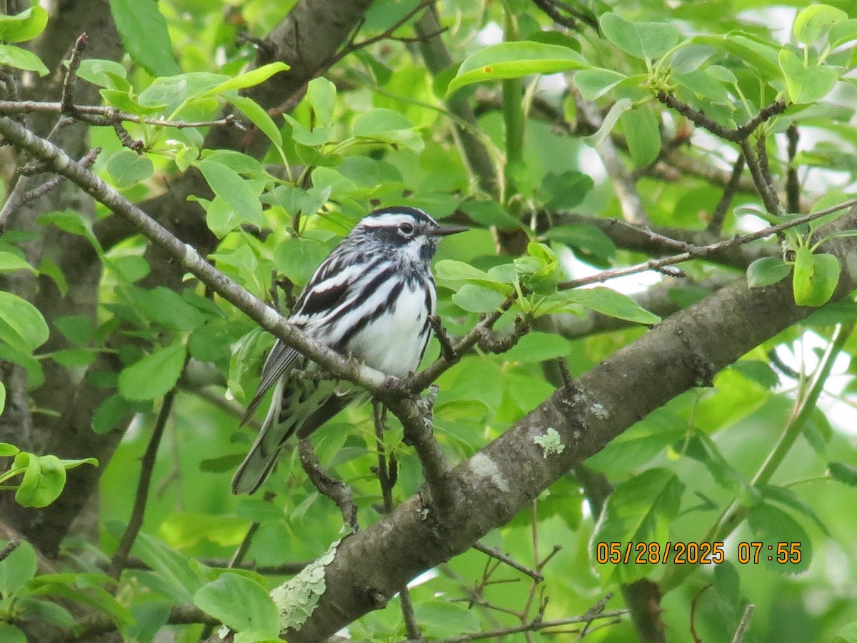 Black-and-white Warbler - ML636710522