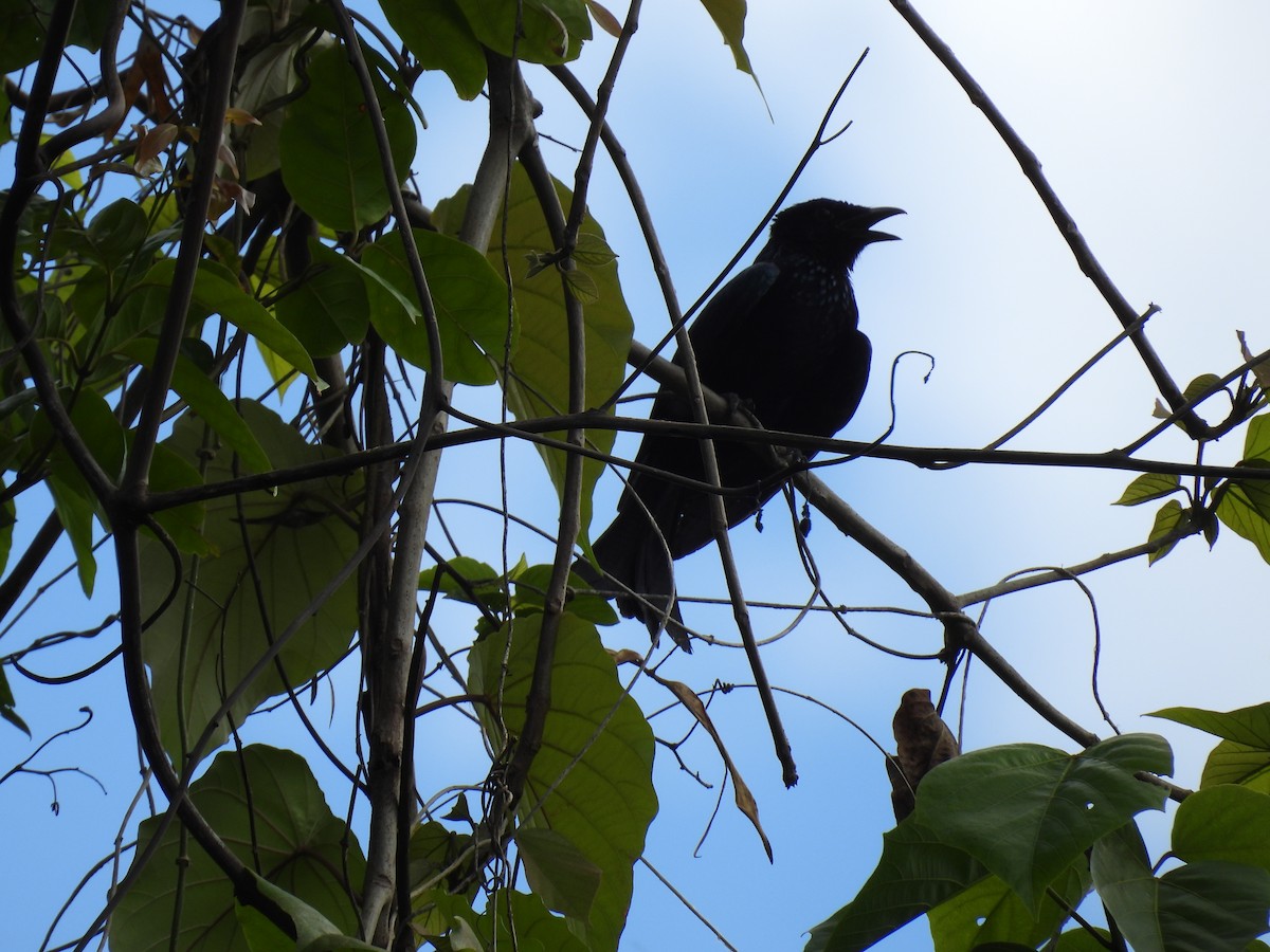 Palawan Drongo - ML636710585