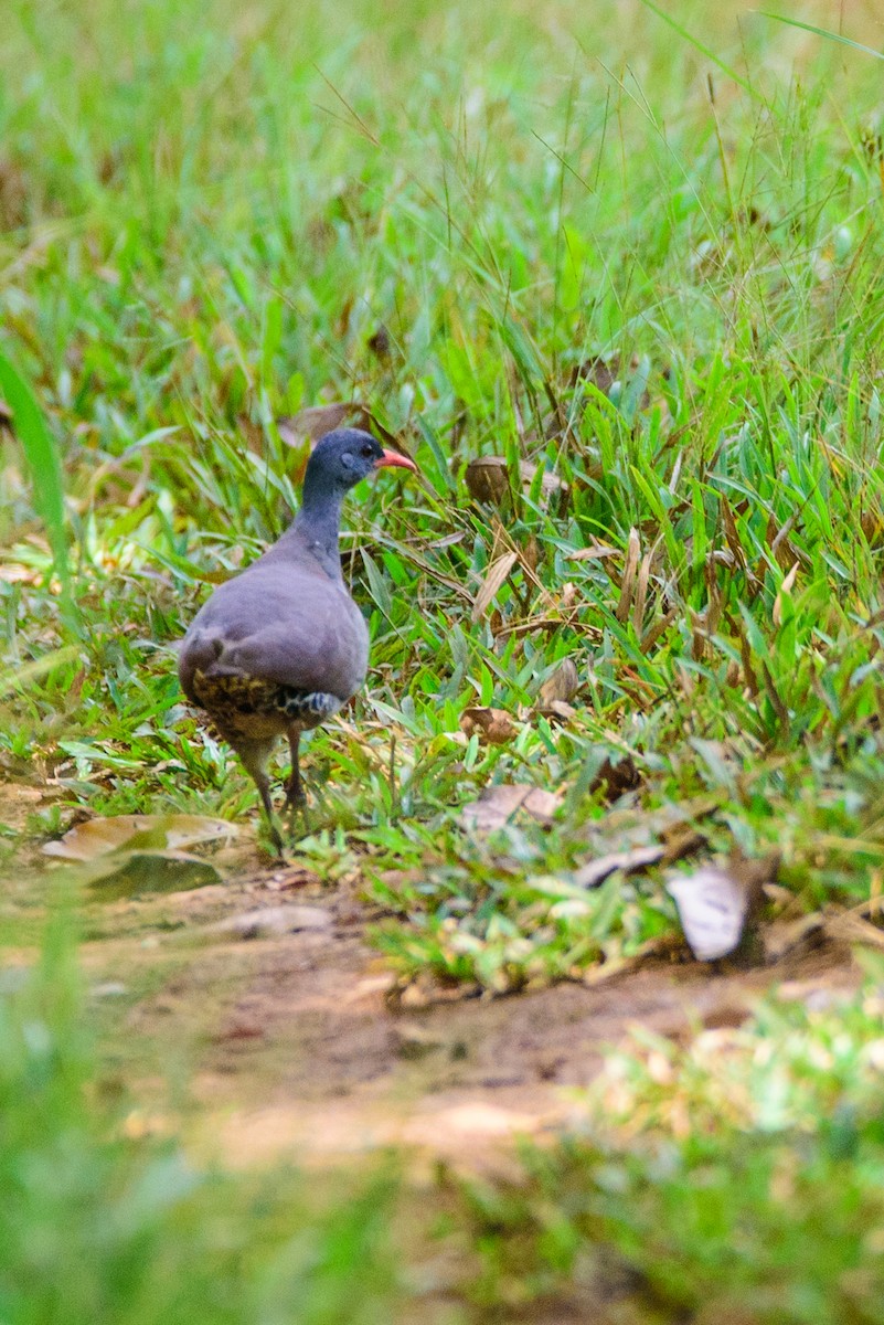 Tataupa Tinamou - ML636710633