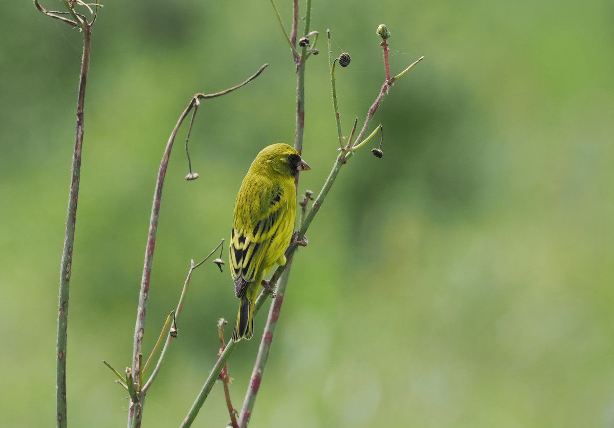 African Citril - ML636710645
