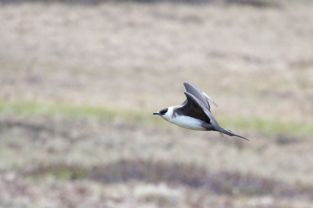 Parasitic Jaeger - ML636710680