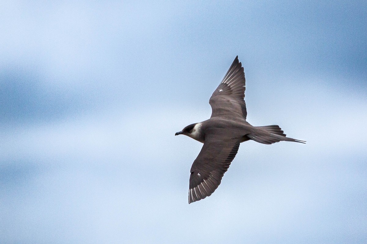 Parasitic Jaeger - ML636710681