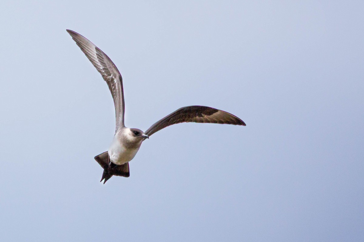 Parasitic Jaeger - ML636710682