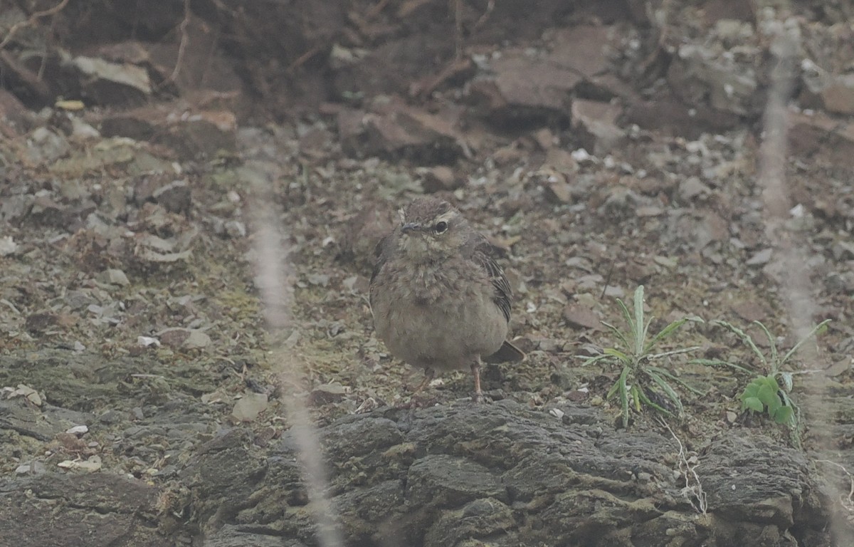 Long-billed Pipit (East African) - ML636710748