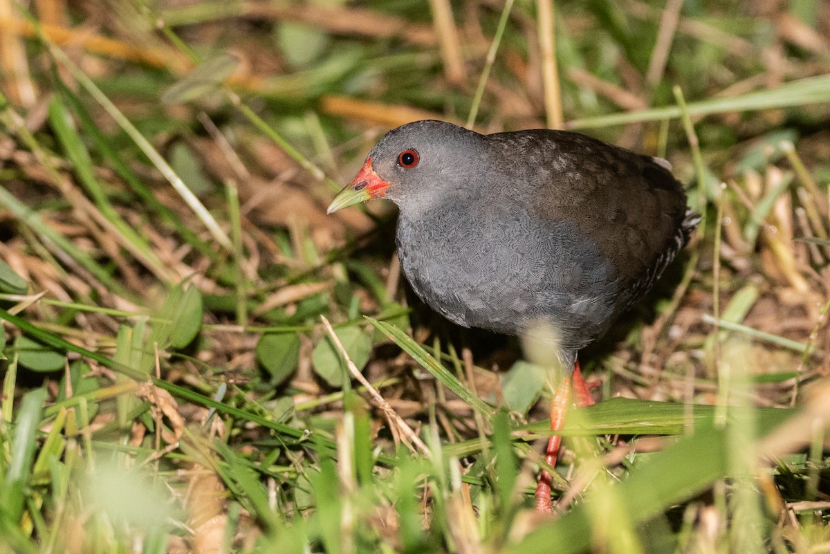 Paint-billed Crake - ML636710805