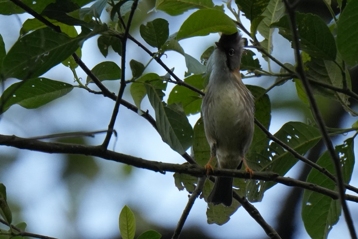 Yuhina Bigotuda - ML636710830