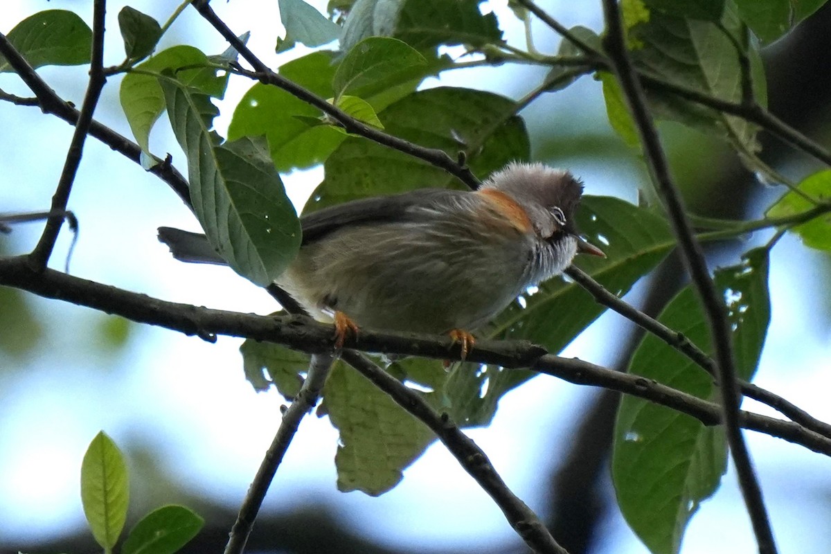 Yuhina Bigotuda - ML636710845