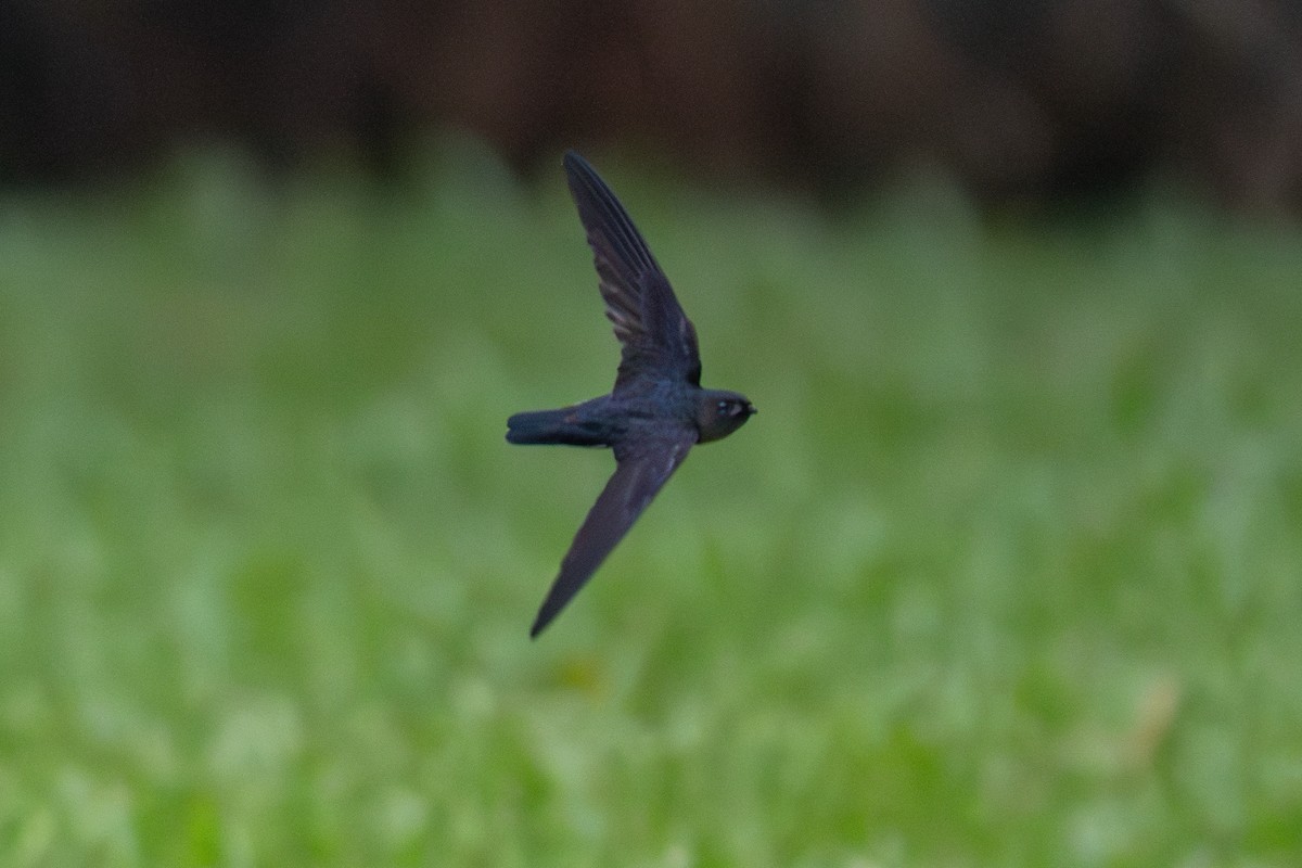 Plume-toed Swiftlet - ML636710944