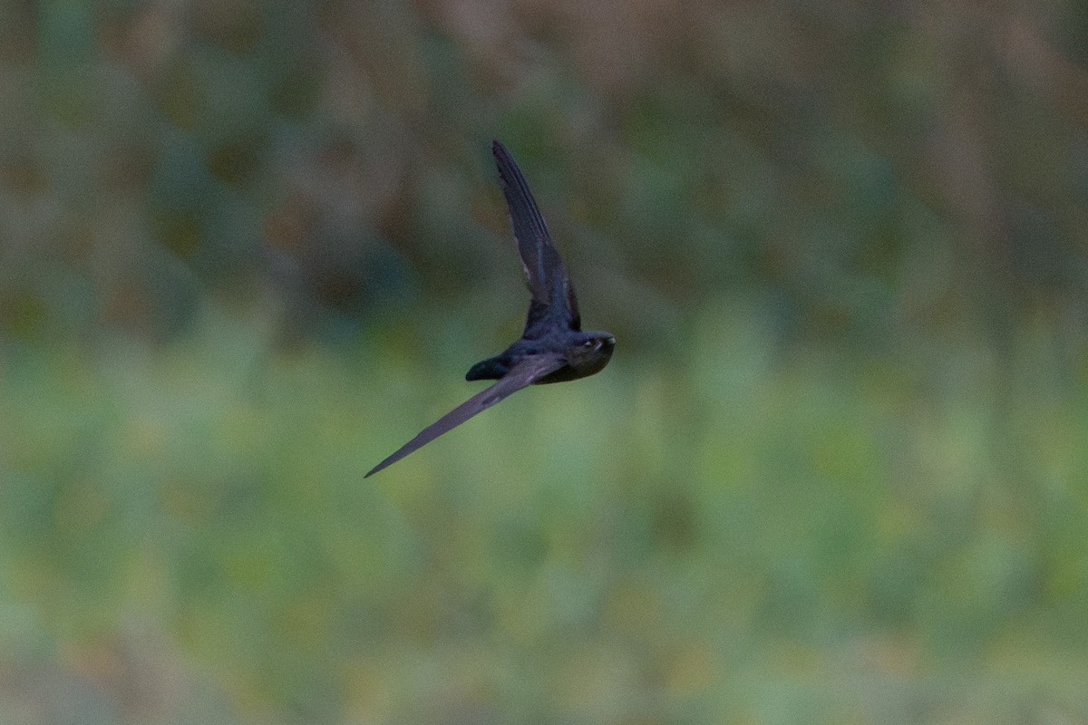 Plume-toed Swiftlet - ML636710945