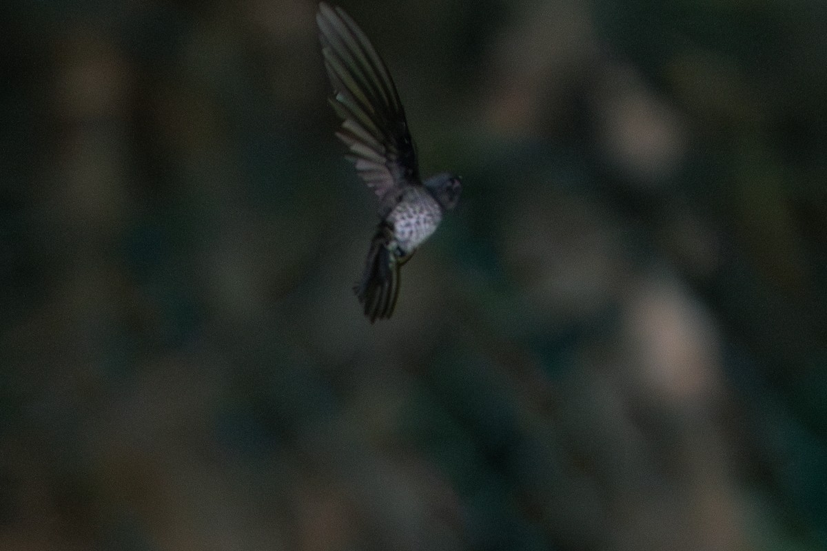 Plume-toed Swiftlet - ML636710946