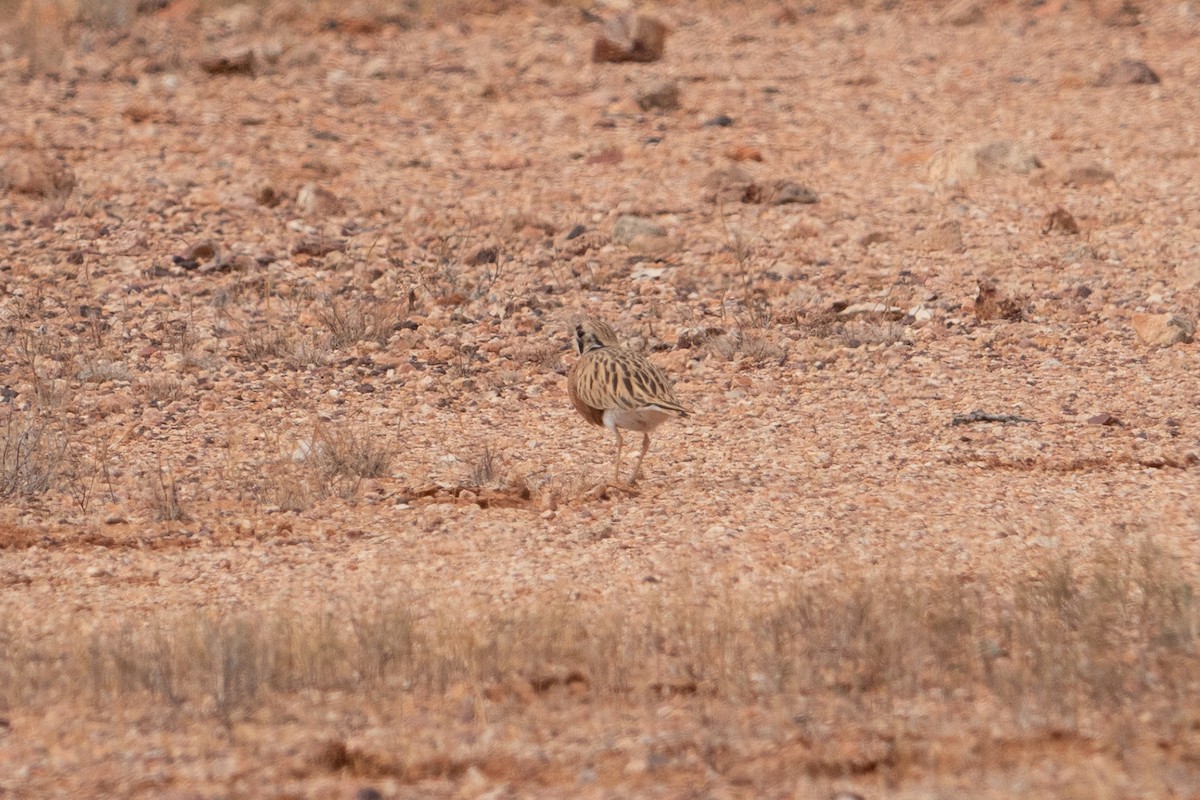 Inland Dotterel - ML636710947