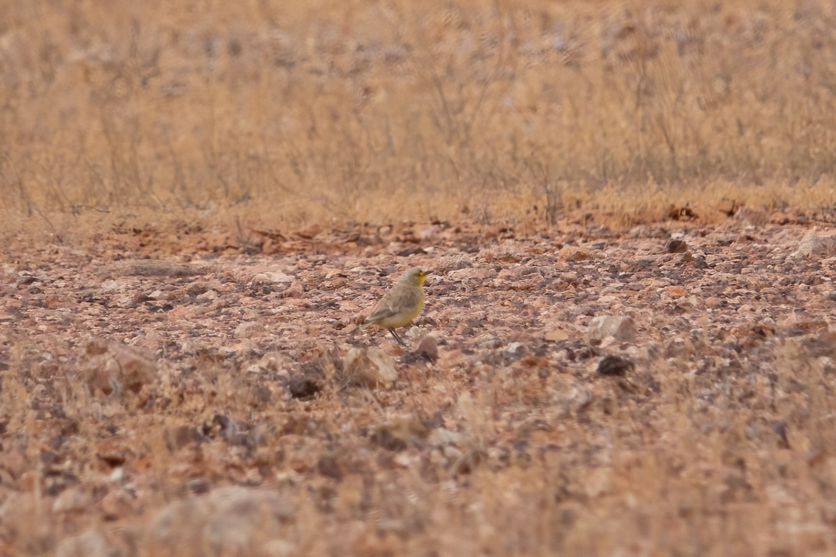 Gibberbird - ML636710953