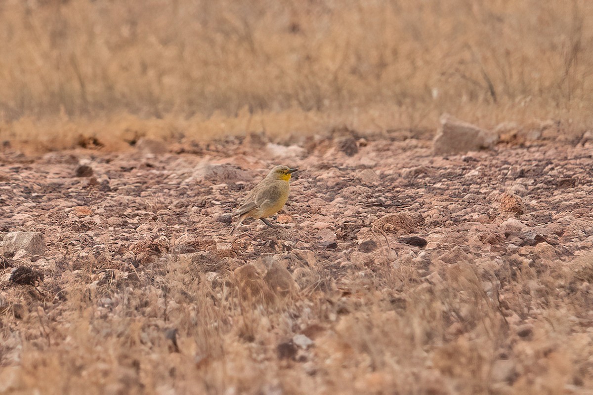 Gibberbird - ML636710954