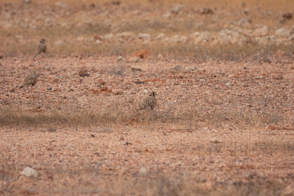Inland Dotterel - ML636710955