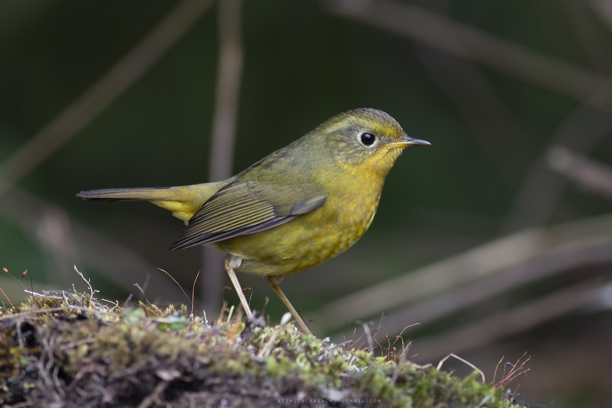 Golden Bush-Robin - ML636710983