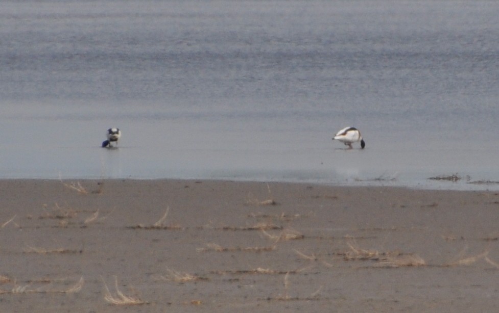 Common Shelduck - ML636710986