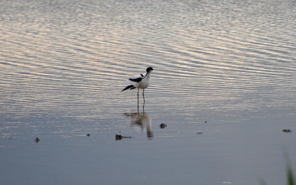 Pied Avocet - ML636710990