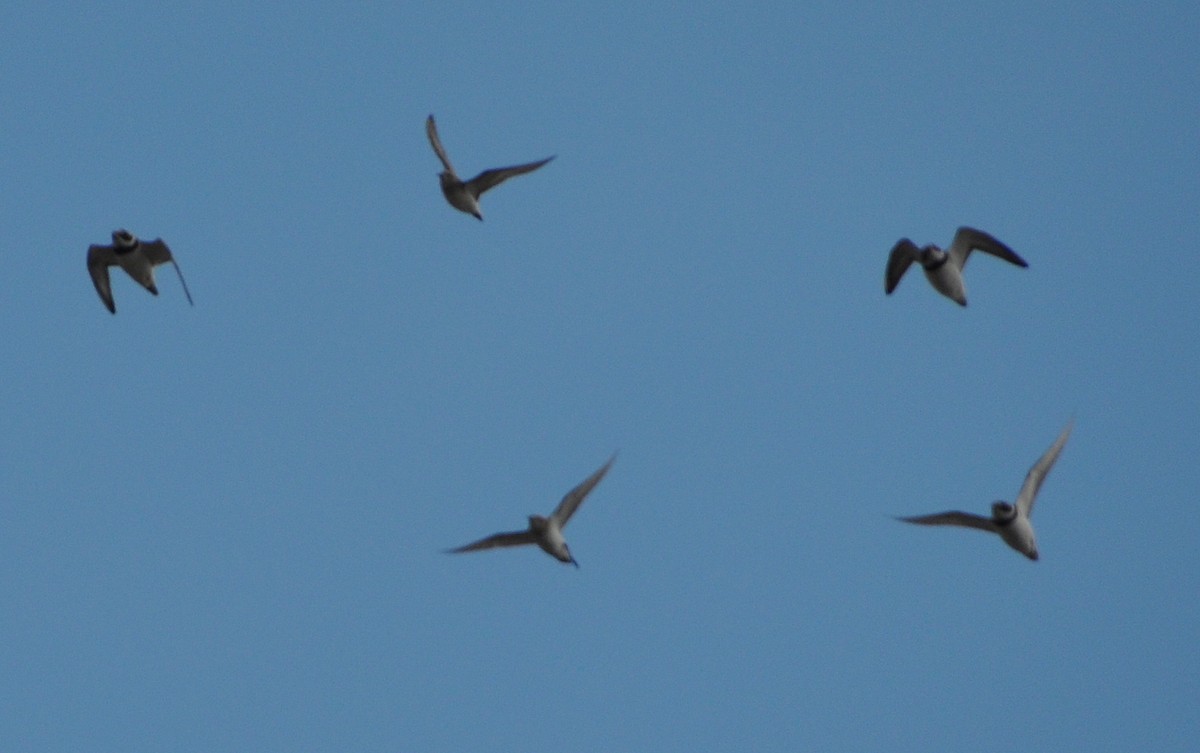 Common Ringed Plover - ML636710998