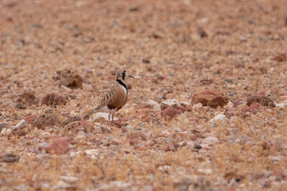 Inland Dotterel - ML636711002