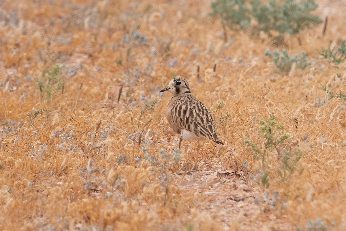 Inland Dotterel - ML636711003