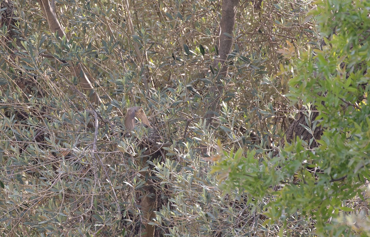 Olive-tree Warbler - ML636711085