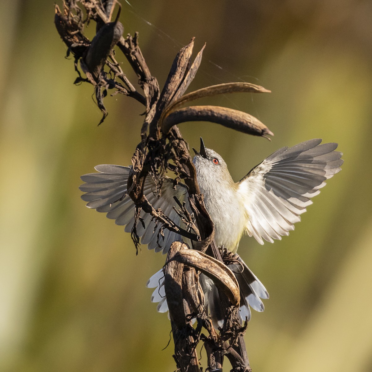 Gray Gerygone - ML636711176