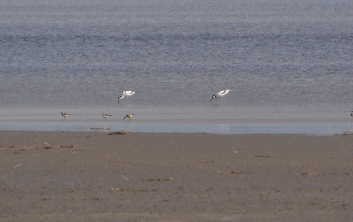 Dunlin - ML636711210