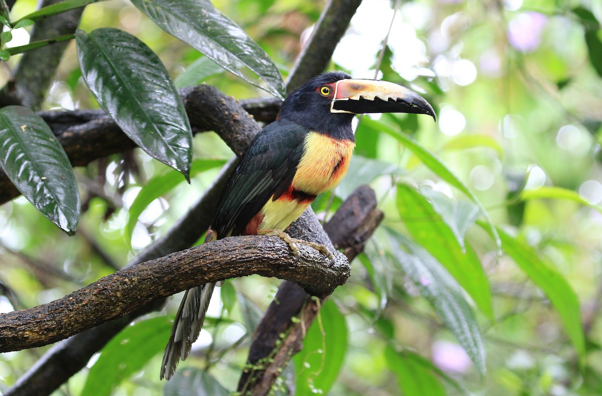 Collared Aracari - ML636711224